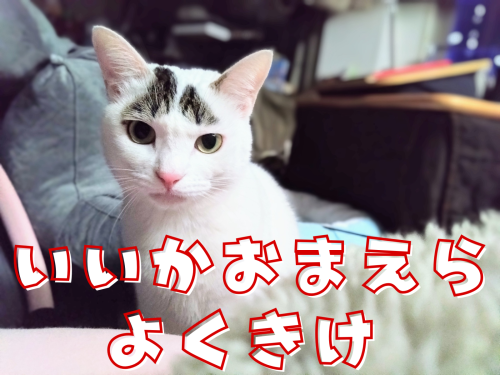 いいかおまえら 20241221 093322 0000