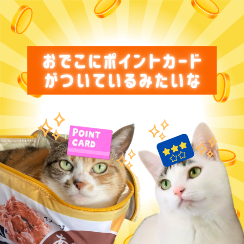 おでこにポイントカードがついてる 20241227 132706 0000