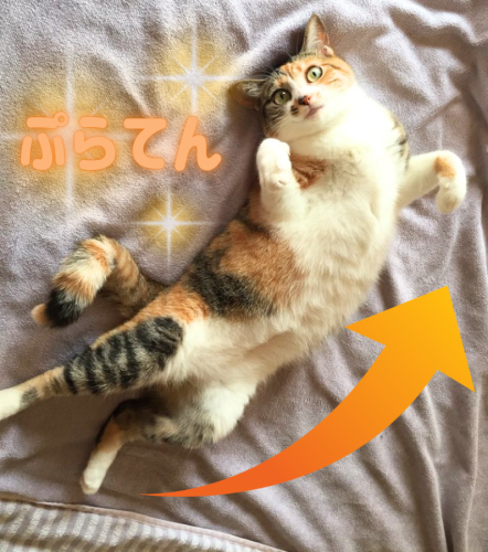 ぷらてん 20241023 094129 0000