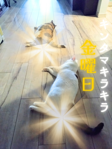キンタマキラキラ 20240830 065944 0000