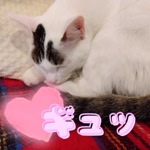 ギュッ 20241128 095225 0000