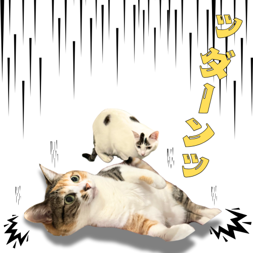 ッダーンッ 20241125 161608 0000
