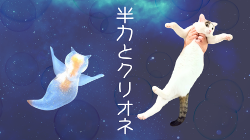 テンドゥ 20240906 233236 0000