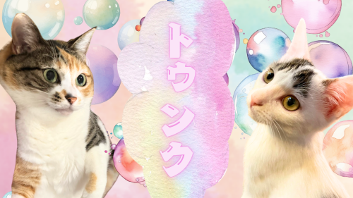 トゥンク 20240906 163738 0000