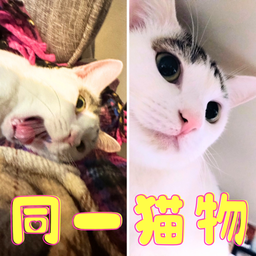 同一人物 20241211 000533 0000