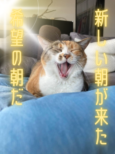 新しい朝が来た 20241118 124307 0000