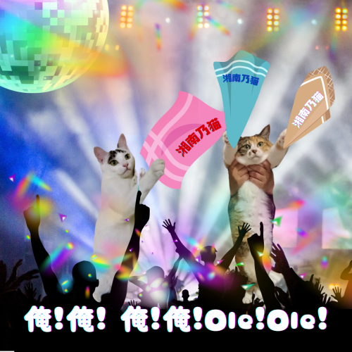 湘南乃猫 20241127 111746 0000