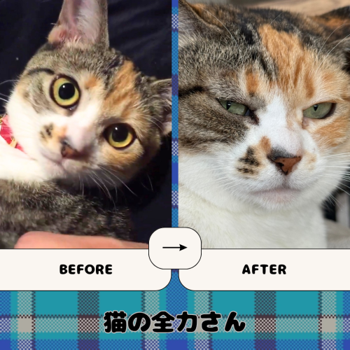 猫の全力さん 20241222 082617 0000
